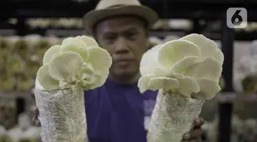Pembudidaya jamur tiram, Buhari memperlihatkan jamur tiram yang telah dipanen di kawasan Kebon Baru, Tebet, Jakarta, Senin (6/2/2023). Budidaya jamur tiram yang sudah berjalan sejak tahun 2022 tersebut kini sudah mencapai 3.000 baglog, Setiap harinya kini dapat memanen lima kilogram jamur yang dijual seharga Rp 20.000 hingga 36.000 per kilogram. (Liputan6.com/Herman Zakharia)