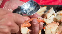 Peserta menggunakan scoop es krim memecahkan cangkang kepiting dalam kontes Key Fisheries Stone Crab Eating di Marathon, Sabtu (10/11). Mereka beradu cepat memecahkan cangkang 25 kepiting dan memakan dagingnya. (Andy Newman/Florida Keys News Bureau/AFP)