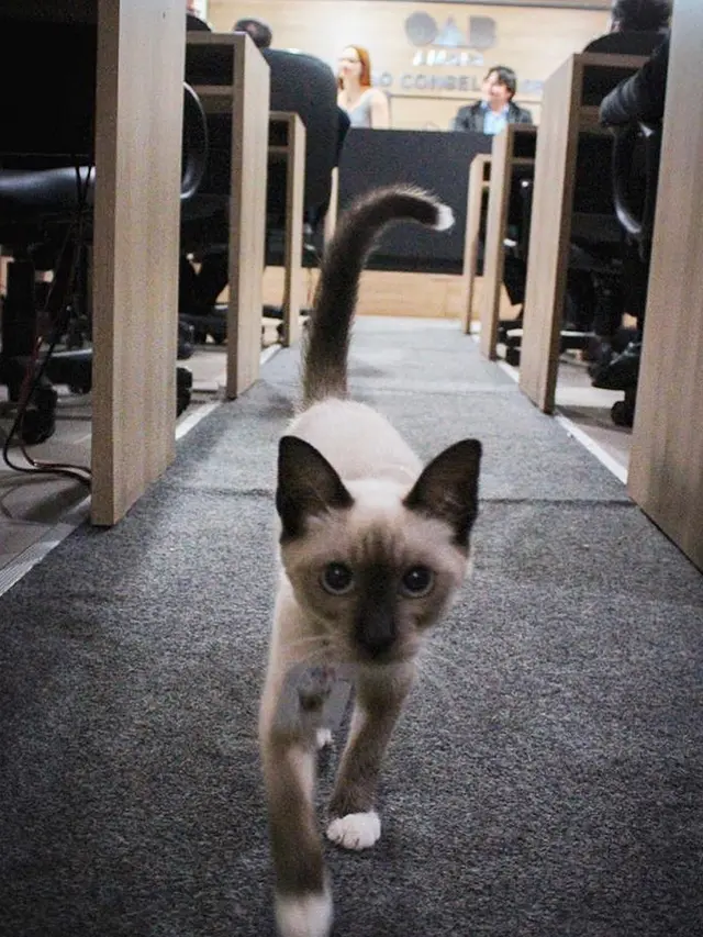 6 Potret Lucu Leon Avogato, Kucing Liar yang Jadi Karyawan di Firma Hukum