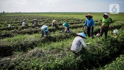 Petani bawang merah di Brebes mengeluhkan beberapa kebutuhan untuk produksi hingga akses jual hasil panen. Misalnya ketersediaan pupuk subsidi, air irigasi, bahan bakar minyak (BBM), dan pasar. (Liputan6.com/Faizal Fanani)