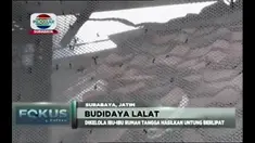 Budidaya lalat di surabaya digunakan untuk pakan ikan lele