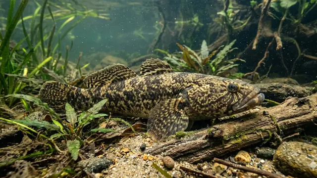 Ikan Betutu. AI