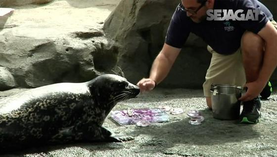 SEJAGAT: Anjing Laut Tertua di Akuarium Pasifik Rayakan HUT ke 21 