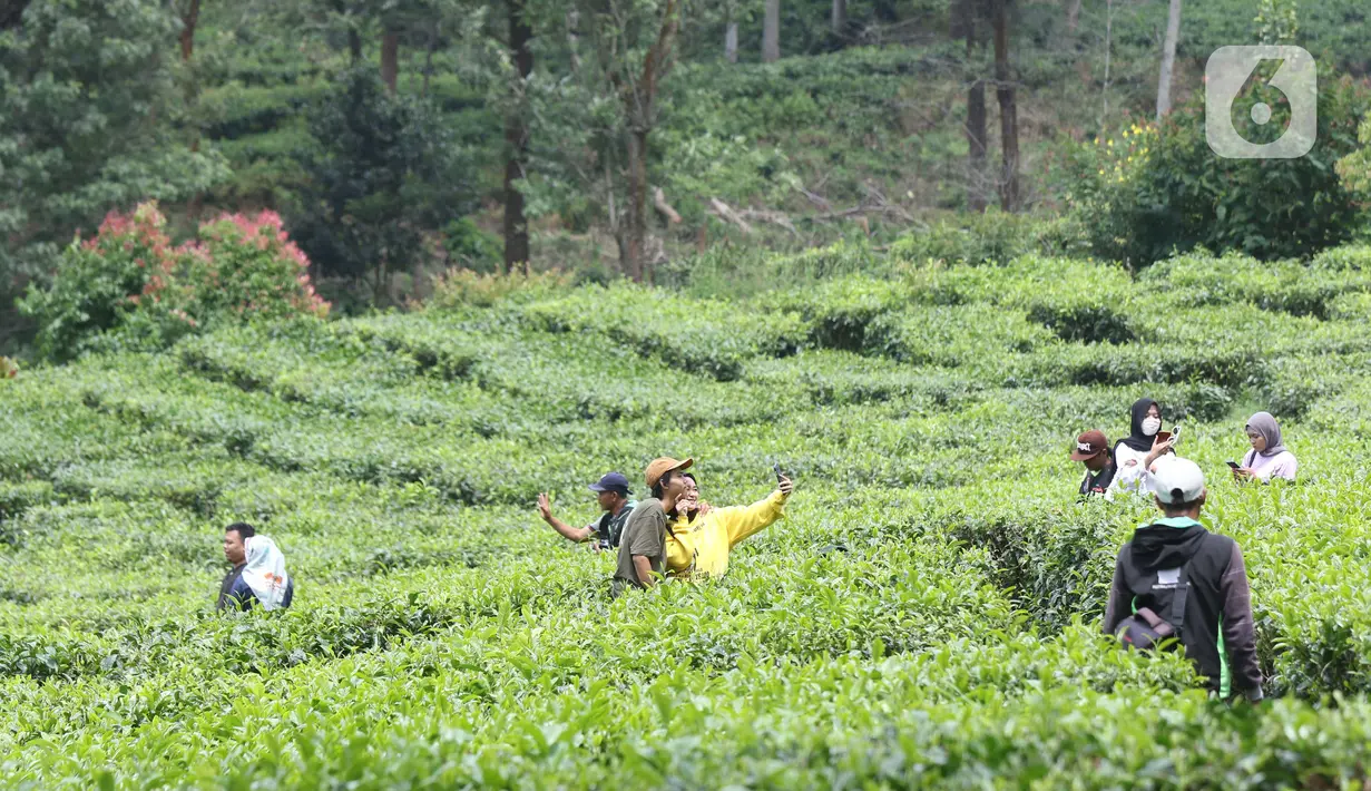 Warga berfoto di kawasan wisata Kebun teh Puncak Kabupaten Bogor Jawa Barat, Sabtu (31/10/2020). Libur panjang peringatan Maulid Nabi Muhammad SAW dimanfaatkan warga untuk mengunjungi lokasi-lokasi wiisata. (Liputan6.com/Helmi Fithriansyah)
