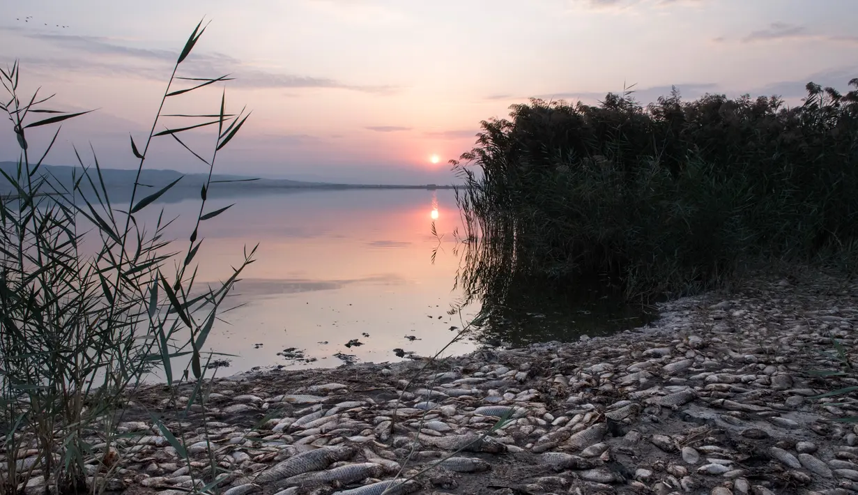 Penampakan ikan mati di tepi Danau Koroneia, Yunani, Kamis (19/9/2019). Puluhan ribu ikan mati di salah satu danau terbesar di Yunani tersebut. (AP Photo/Giannis Papanikos)