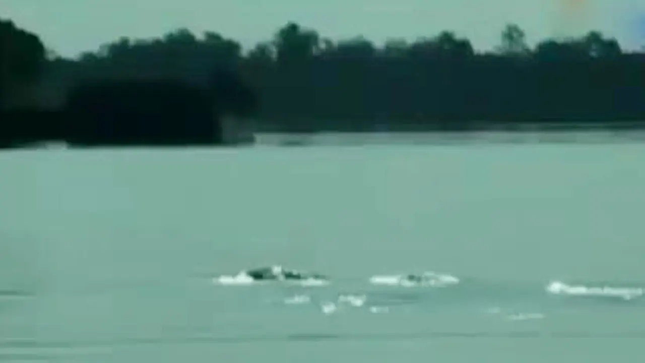 Segmen 7: Ikan Pesut di Sungai Mahakam Terancam Punah