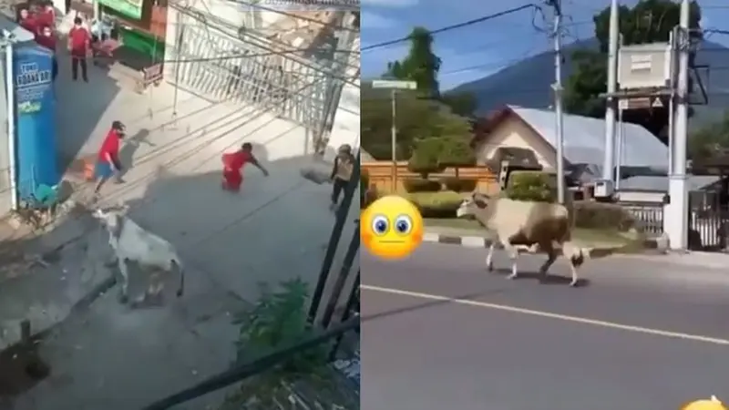 5 Video Viral Sapi Kurban Kabur Sebelum Disembelih, Bikin Heboh