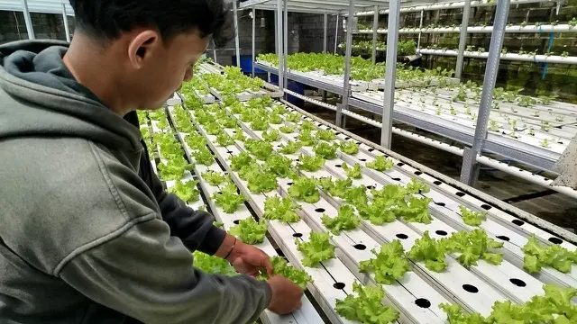 Cara Menanam Sayur Hidroponik