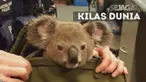 Jelang pemilu AS di Pittsburgh, korban perang Irak bertambah, gempa bumi di Oklahama hinga Koala yang diselundupkan.