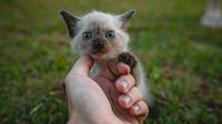 Ilustrasi anak kucing/credit: unsplash.com/Guile