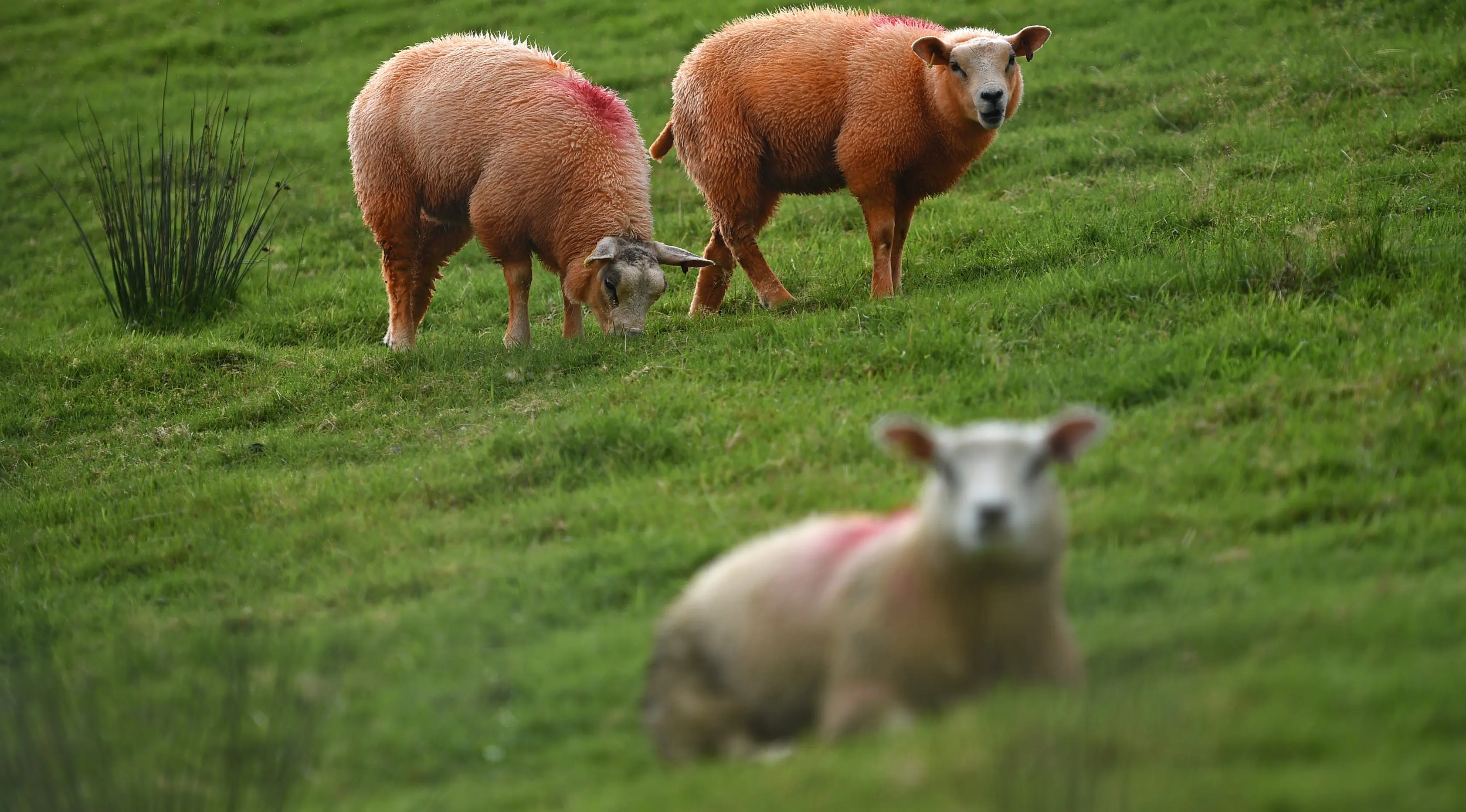 Dua ekor domba berwarna oranye memakan rumput di lereng bukit di Troutbeck, Inggris bagian utara, Kamis (29/9). Sang pemilik mewarnai dombanya dengan pewarna oranye tidak beracun untuk melindungi hewan ternaknya itu dari pencuri.  (Oli Scarff/AFP)