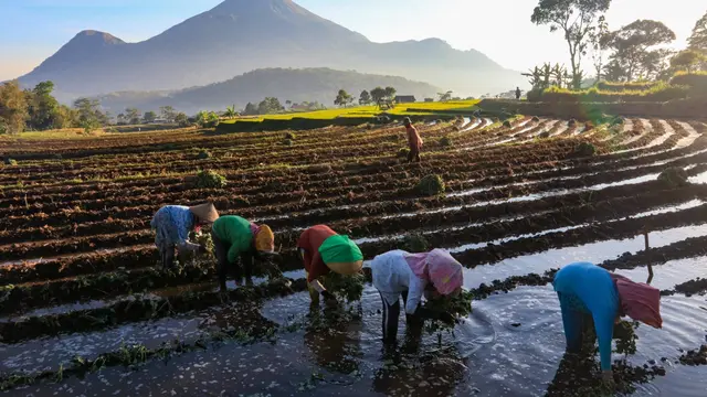 BRI Salurkan KUR Rp83,88 Triliun, Pertanian Jadi Sektor Utama untuk UMKM Tangguh
