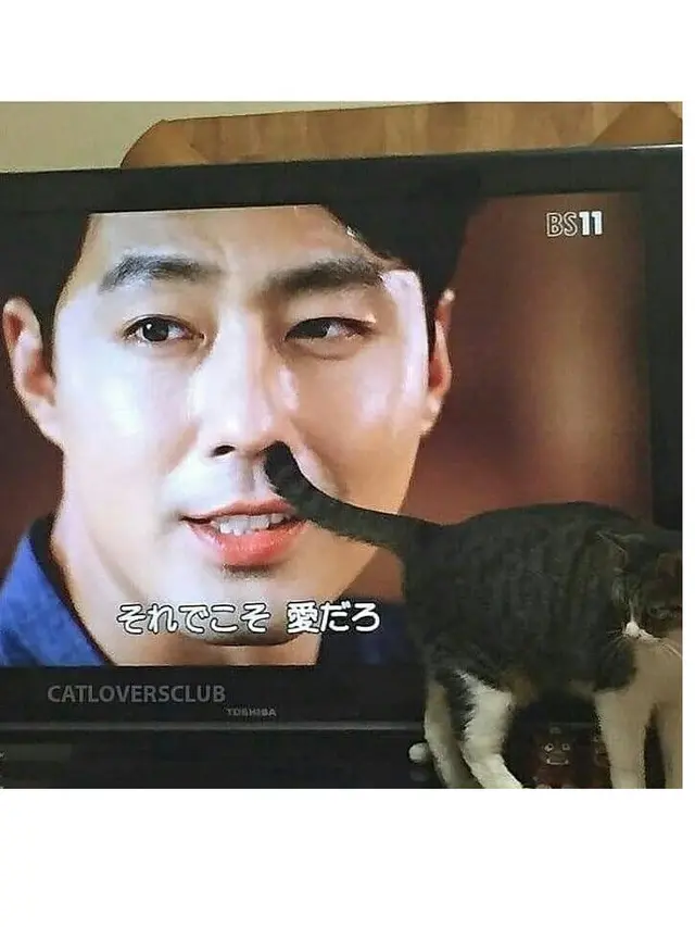 Ilusi Optik 6 Kucing di Depan TV Ini Bikin Geleng Kepala