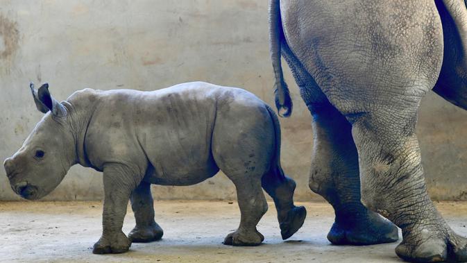 Bayi badak putih selatan berusia 29 hari terlihat bersama induknya A-ju di Kebun Binatang Leofoo Village di Hsinchu, Taiwan, Selasa (6/8/2019). Petugas kebun binatang akan memberi kesempatan kepada publik untuk menamai bayi badak jantan berbobot sekitar 80 kilogram tersebut. (Sam YEH / AFP)