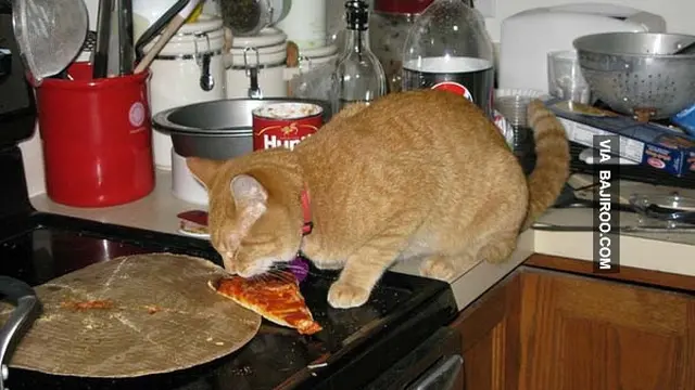 6 Tingkah Kucing Suka dengan Pizza Ini Bikin Pemelihara Tepuk Jidat