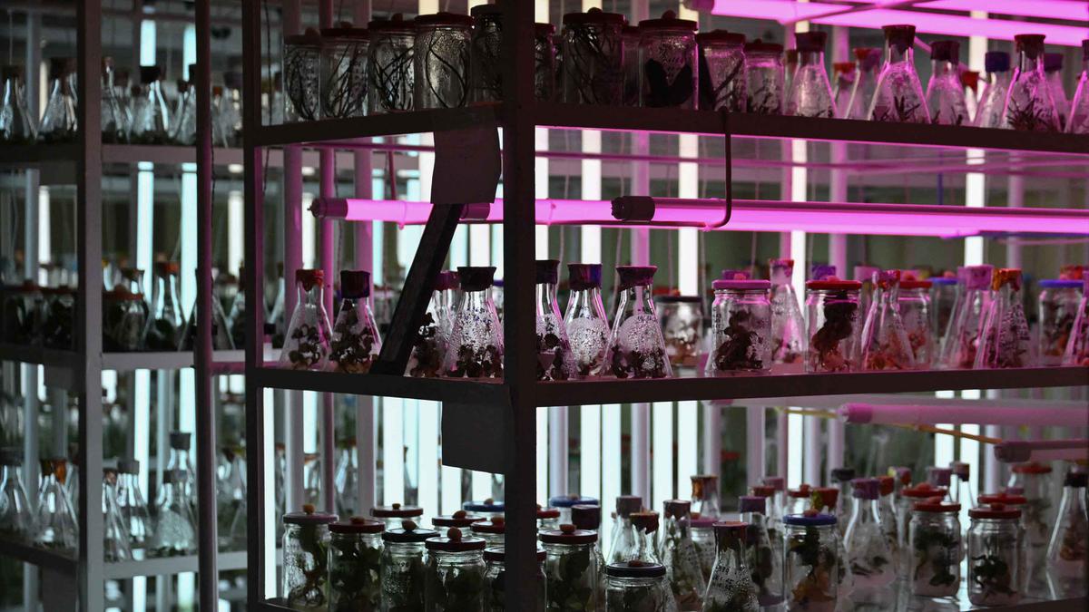 Invasi Rusia ke Ukraina Ancam Keberlangsungan 4.000 Spesies Tanaman