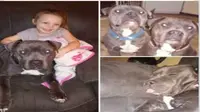 Pitt Bull Galak 'Tunduk' dengan Bocah 4 Tahun