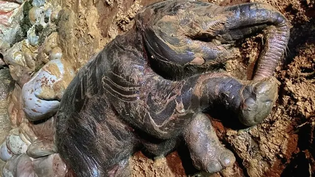Gajah mati di Kabupaten Bengkalis.