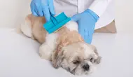 Cara Menghilangkan Kutu Anjing sampai Tuntas, Panduan Lengkap