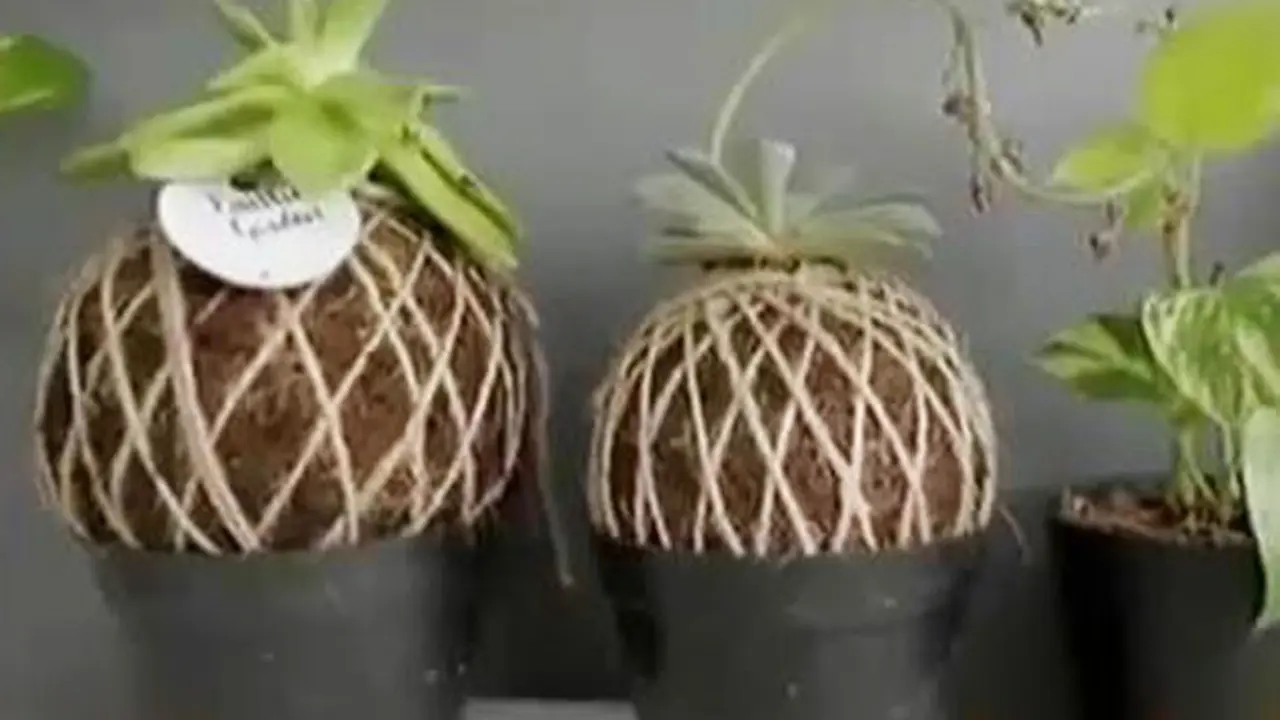Teknik Berkebun di Lahan Terbatas