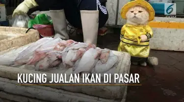 Seekor kucing di Vietnam viral lantaran aksinya yang menggemaskan saat berjualan ikan di pasar.