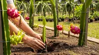 Panduan Lengkap Cara Menanam Bonsai Buah Naga di Rumah, Bikin Taman Lebih Unik