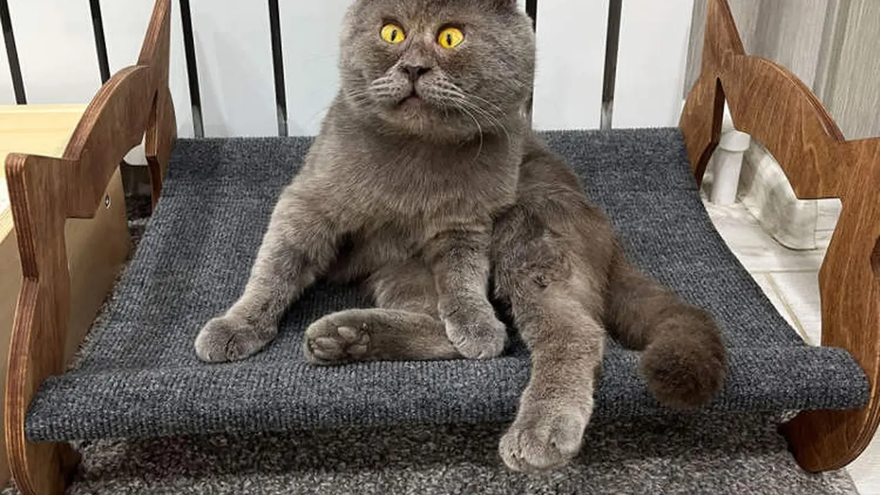 fedya kucing viral