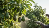 Teknik Penyiraman dan Pemupukan Pohon Alpukat yang Tepat, Tips Hasilkan Panen Maksimal