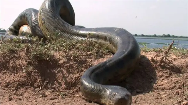 Anaconda 2