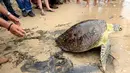 Petugas melepas penyu hijau di Pantai Kuta, Bali, Selasa (7/2). Penyu hijau (Chelonias mydas) menjadi salah satu satwa primadona yang sering diperdagangkan ilegal. (AFP PHOTO/ SONNY TUMBELAKA)