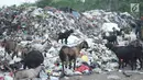 Sejumlah kambing memakan sampah plastik di tempat pembuangan sampah di kawasan Sunter, Jakarta, Rabu (8/5). Sulitnya mencari rumput di Ibukota menyebabkan para peternak terpaksa membiarkan hewan-hewan tersebut mengais makanan tidak pada tempatnya. (Liputan6.com/Immanuel Antonius)