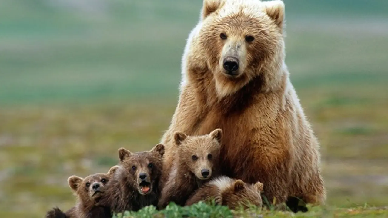 Photo: Copyright orphanedwildlife.org