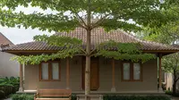 16 Jenis Pohon Hias Depan Rumah yang Bikin Suasana Seperti Vila di Kampung, Sejuk dan Asri