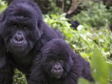 Gorila terlihat di Mgahinga Gorilla National Park, Uganda, Jumat (20/11/2015). Taman nasional terkecil di Uganda ini menyimpan sekitar 400 ekor Gorila. (REUTERS/Edward Echwalu)
