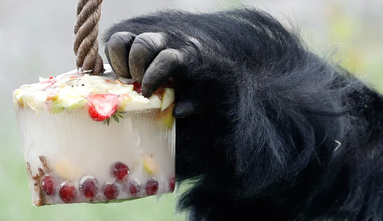 Richard, gorila dataran rendah barat, mendapatkan es krim berisi buah-buahan beku di Kebun Binatang Praha, Republik Ceko, Kamis (6/6/2019). Pengelola kebun bintangan memberikan es krim untuk sejumlah satwa  lantaran wilayah tersebut tengah dilanda cuaca panas. (Michal Cizek / AFP)