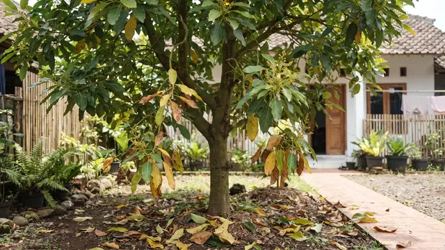 Ciri Alpukat Siap Berbuah