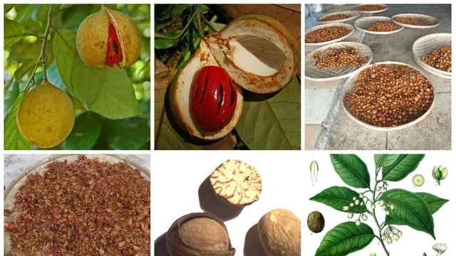 Pala (nutmeg) adalah biji tanaman Myristica fragrans