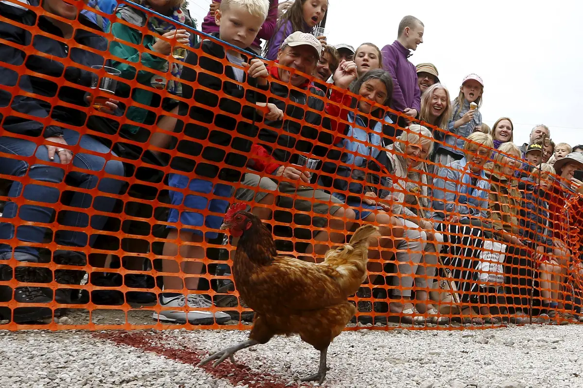 20150803-World-Hen-Racing-Championships-Inggris