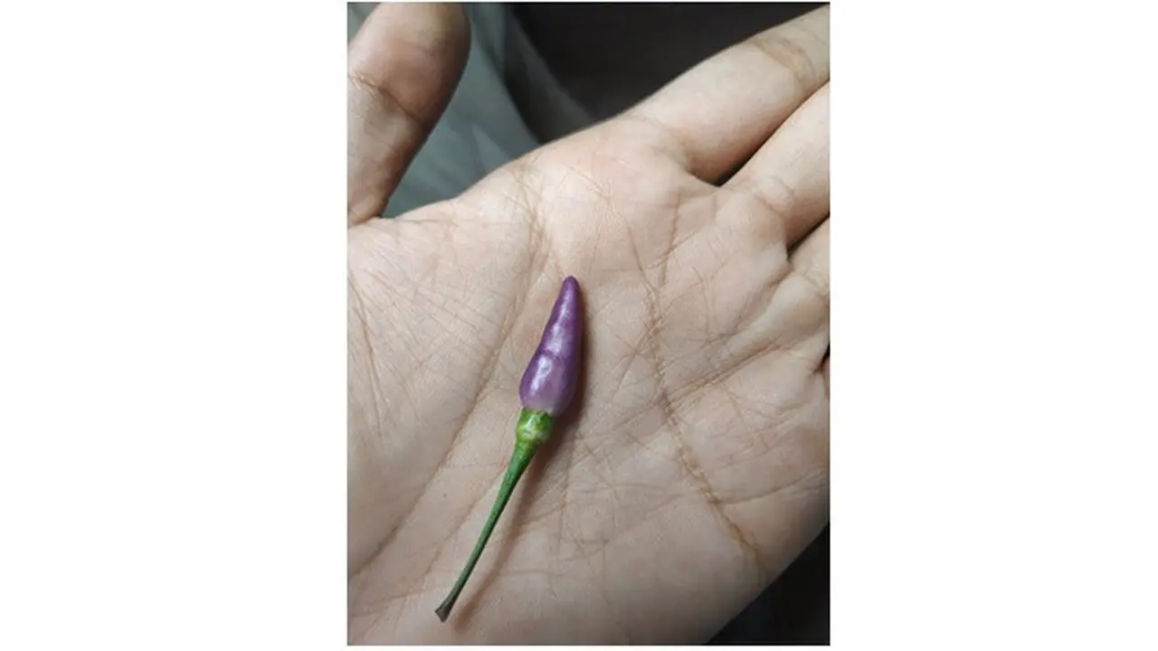 Cabe atau terong?