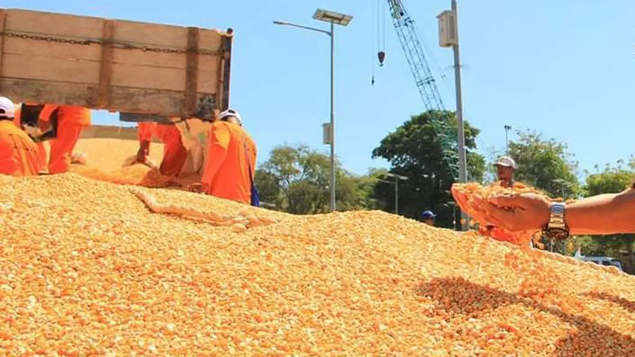Benih jagung
