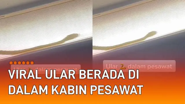 Seorang penumpang pesawat merekam detik-detik seekor ular bergerak di dalam kabin pesawat viral di media sosial.