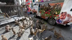 Sejumlah monyet berebut makan buah-buahan dan sayuran selama Festival Monkey Buffet, kawasan kuil Phra Prang Sam Yot, Bangkok, Thailand (27/11). Tradisi di Provinsi Lopburi digelar sejak tahun 1980. (REUTERS/Chaiwat Subprasom)