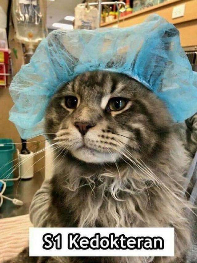 7 Meme Kelakuan Kucing Kalau Jadi Anak Kuliahan Bikin Ngakak