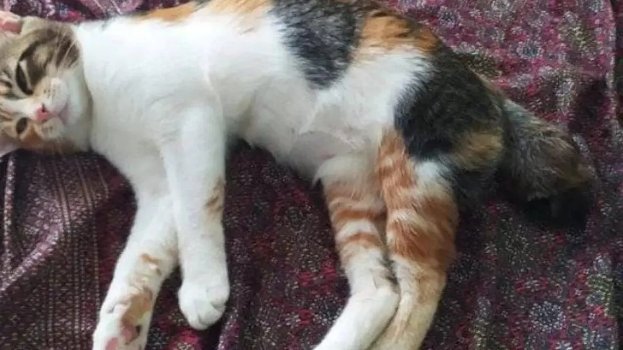 Seekor kucing yang terjebak di dalam sumur berhasil dievakuasi Petugas Damkarmat Lampung Selatan. Foto (Humas Damkarmat)