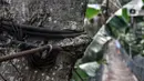 Ikatan tambang besi jembatan gantung yang sudah tidak layak tertambat pada pohon di kawasan Srengseng Sawah, Jakarta, Sabtu (12/6/2021). Jembatan gantung tersebut hanya mengandalkan ikatan tambang besi yang mengait pada beton dan pepohonan yang ada di sekitar kali. (merdeka.com/Iqbal S. Nugroho)