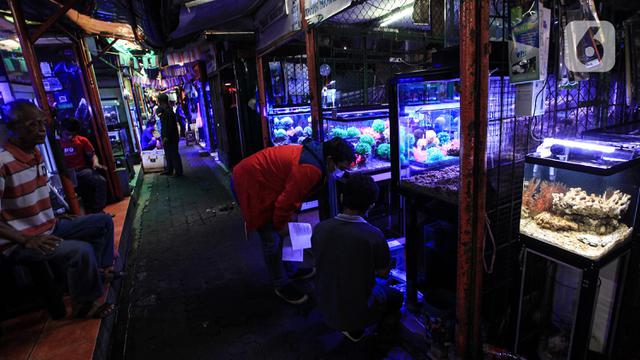 Penjual Ikan Hias