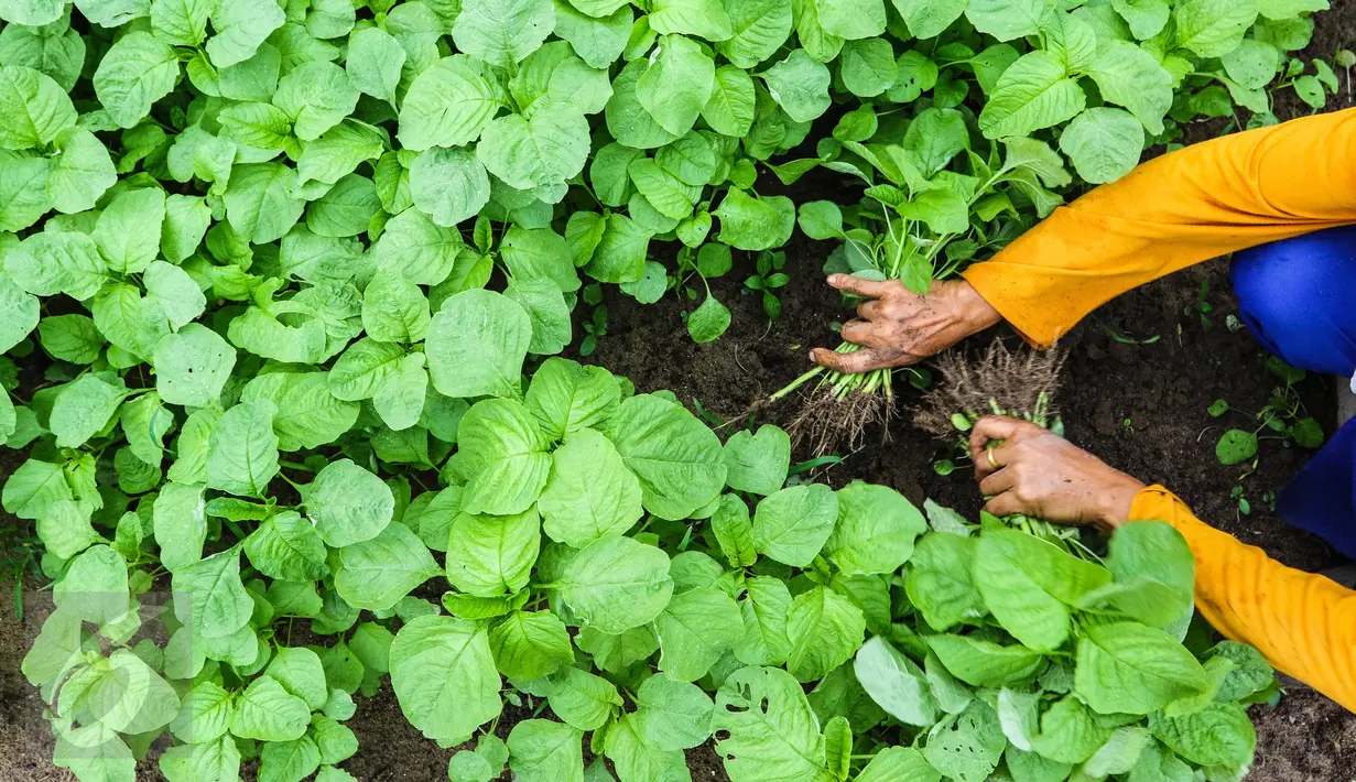 Petani sedang memanen sayur bayam di area konsesi tanaman kehidupan Desa Pinang Sebatang, Kabupaten  Siak, Kecamatan Tualang, Riau, Minggu (17/7). Bayam hasil petani setempat dijual dengan harga  Rp1500 per ikat. (Liputan6.com/Fery Pradolo)