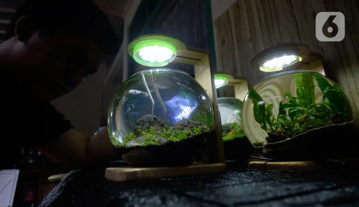 Perajin, Argi Gumilar (27) menyelesaikan pesanan aquascape mini air tawar di Cipayung, Ciputat, Tangerang Selatan, Kamis (5/11/2020). Di masa pandemi, Argi Gumilar menggeluti pembuatan aquarium mini sudah empat bulan ini yang dijual dengan harga Rp 250 hingga Rp 600 ribu. (merdeka.com/Dwi Narwoko)
