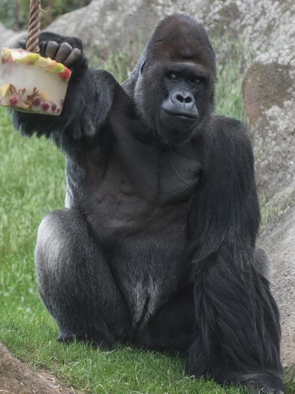 Unduh 76 Gambar Gorila Galau  Gratis HD