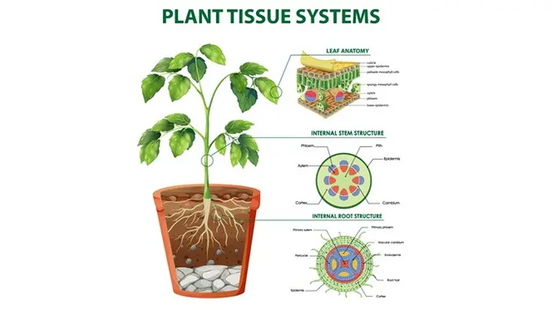 ilustrasi jaringan tumbuhan (sumber: Freepik)